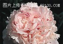 牡丹