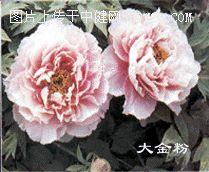 牡丹－－花中之王
