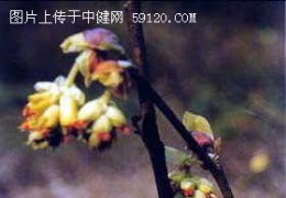 蜡瓣花