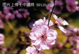 美人梅知识