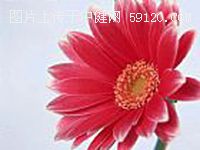 菊花－－花中四君子之一