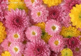 菊花介绍