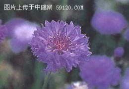 矢车菊知识