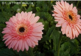 认识非洲菊
