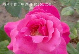 月季——花中皇后（1）