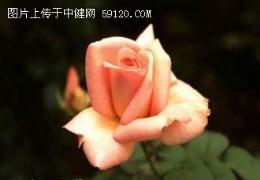 月季——花中皇后（2）