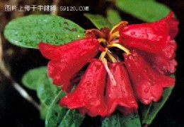 杜鹃花知识
