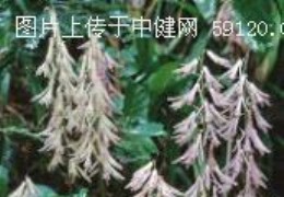 杜鹃兰 Cremastra appendiculata (D. Don) Makino