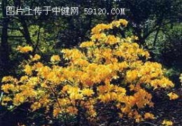 杜鹃花科---羊踟躅