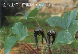 象鼻花
