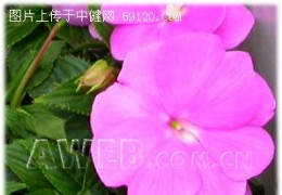 何氏凤仙