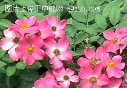 生态植被花卉-地被月季