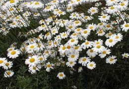 除虫无公害菊花-除虫菊