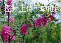 香花槐（别名:富贵树）