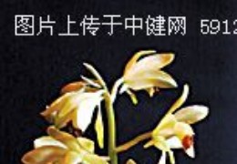 鹤顶兰 Phaius