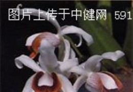 贝母兰 Coelogyne