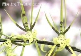 蜘蛛兰 Arachnis