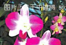 石斛兰 Dendrobium