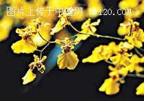 文心兰 Oncidium