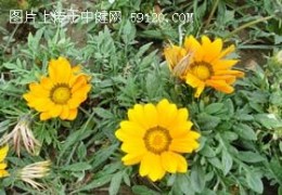 勋章菊