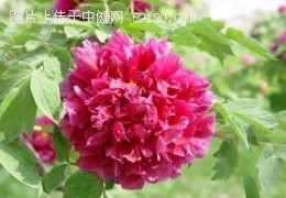 牡丹
