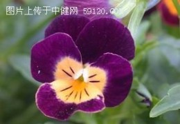 三色堇