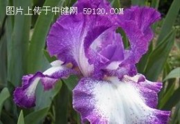 鸢尾