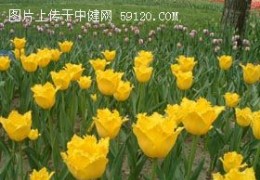 郁金香