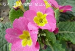 四季报春