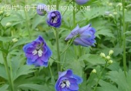 飞燕草