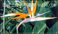天堂鸟