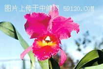 卡特兰 Cattleya hybrida