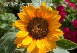 向日葵