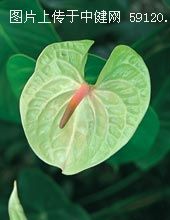 衷心的祝福--火鹤花