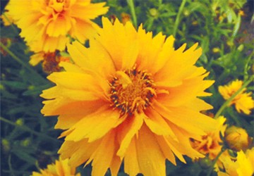 金鸡菊