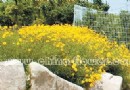 宿根花卉——热情奔放的金鸡菊（图）