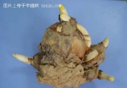 怎样选购水仙