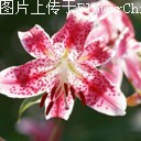 百合是公认的吉祥物