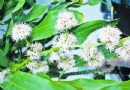 巴西木开花了 园林人提醒：花香虽浓对人无害