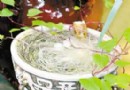 生活家夏日清凉家居 家居园艺之仲夏花园
