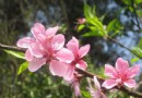 鲜花巧入膳美容又养颜