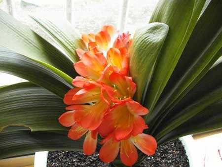 花卉绿植那些最适合家养？
