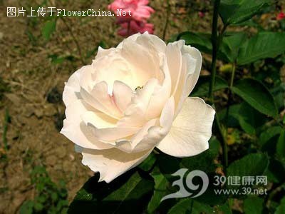 养花养对路就可利养生