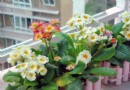 孕妇，婴幼儿居室适合放置花草吗？专家解疑