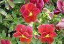 选择合适花草，懒人也可用鲜花装扮居室【图】