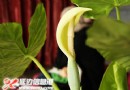 滴水观音开花还是梅开二度