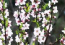 春天来了 带你赏花认识吗？