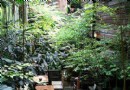 创意厨房花卉摆放也有讲究