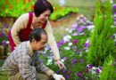 老年人养花谨慎防治中花毒
