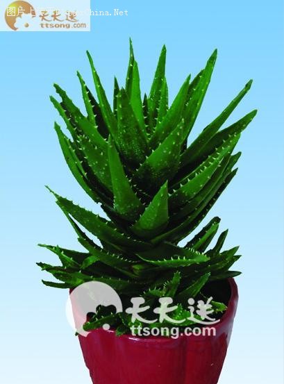 夏天种种花草 怡情亦养性